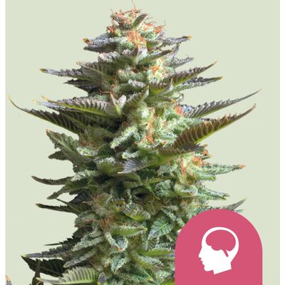 Royal Queen Seeds Semillas Amnesia Haze Feminizadas - Colección Royal Queen Seeds Semillas Amnesia Haze Feminizadas - Colección