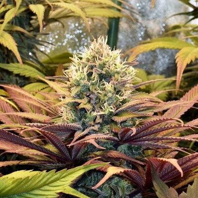 Royal Queen Seeds Pineapple Kush - Semillas feminizadas Royal Queen Seeds Pineapple Kush - Semillas feminizadas