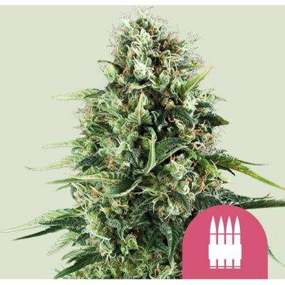 Royal Queen Seeds - Royal AK - Feminized - 5 Pcs - Cannabis seeds Royal Queen Seeds - Royal AK - Feminized - 5 Pcs - Cannabis seeds