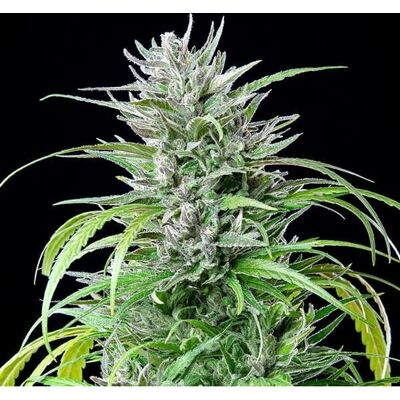 Royal Queen Seeds Critical Kush - Semillas de Cannabis Feminizadas Royal Queen Seeds Critical Kush - Semillas de Cannabis Feminizadas