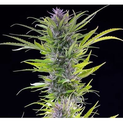 Royal Queen Seeds Semillas de Cannabis Green Gelato Feminizadas - 3 piezas Royal Queen Seeds Semillas de Cannabis Green Gelato Feminizadas - 3 piezas