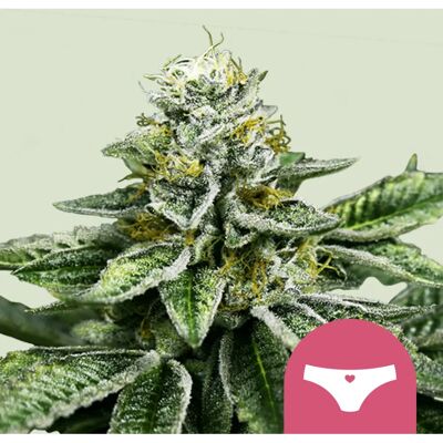 Royal Queen Seeds - Sherbet Queen - Feminized - 3 pcs - Seeds Royal Queen Seeds - Sherbet Queen - Feminized - 3 pcs - Seeds