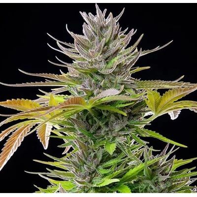 Royal Queen Seeds AMG Citrusy Sativa Feminized - Seed Royal Queen Seeds AMG Citrusy Sativa Feminized - Seed