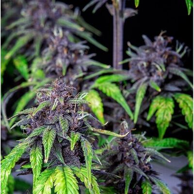Royal Queen Seeds Purplematic Auto - CBD, Autoflowering Cannabis Seeds Royal Queen Seeds Purplematic Auto - CBD, Autoflowering Cannabis Seeds