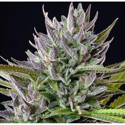 Royal Queen Seeds Semillas de Marihuana Gorilla Glue 4 x Gelato 33 Feminizadas - 5 piezas Royal Queen Seeds Semillas de Marihuana Gorilla Glue 4 x Gelato 33 Feminizadas - 5 piezas