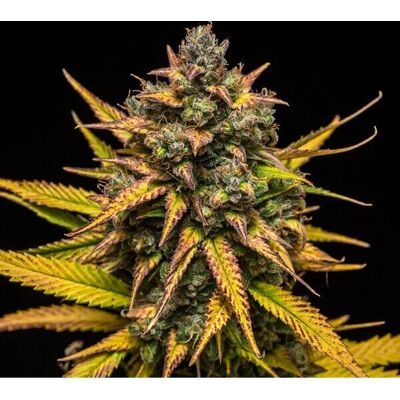 Royal Queen Seeds Purple Queen Auto - Semillas de Cannabis - 3 Semillas Royal Queen Seeds Purple Queen Auto - Semillas de Cannabis - 3 Semillas