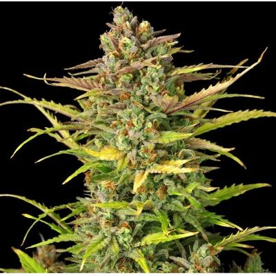 Royal Queen Seeds Sweet ZZ Auto - Semillas de Cannabis Autofloreciente Royal Queen Seeds Sweet ZZ Auto - Semillas de Cannabis Autofloreciente