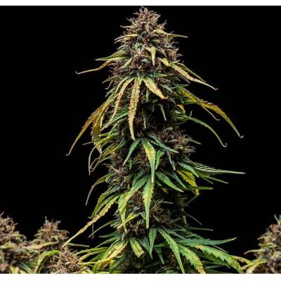 Royal Queen Seeds Watermelon Auto - Cannabis Seeds Royal Queen Seeds Watermelon Auto - Cannabis Seeds