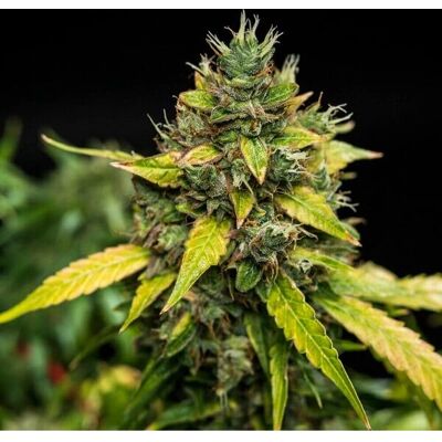 Royal Queen Seeds Sherbet Queen Auto - Semillas de THC Alto y Autoflorecientes Royal Queen Seeds Sherbet Queen Auto - Semillas de THC Alto y Autoflorecientes