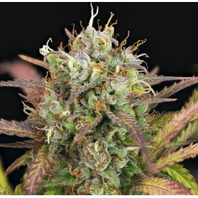 Royal Queen Seeds Purple Punch Auto - Híbrido Sativa-Indica - Semillas Royal Queen Seeds Purple Punch Auto - Híbrido Sativa-Indica - Semillas