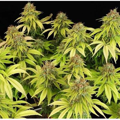 Royal Queen Seeds Semillas Wedding Crasher Feminizadas - 1 Unidad Royal Queen Seeds Semillas Wedding Crasher Feminizadas - 1 Unidad