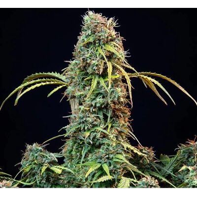 Royal Queen Seeds Royal CBDV Auto - Semillas de cannabis con alto CBD Royal Queen Seeds Royal CBDV Auto - Semillas de cannabis con alto CBD
