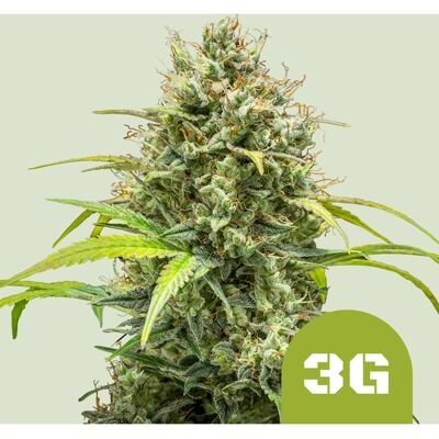 Royal Queen Seeds Semillas Triple G Auto - Cultivo de Cannabis Royal Queen Seeds Semillas Triple G Auto - Cultivo de Cannabis