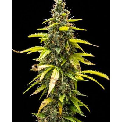Royal Queen Seeds Royal Runtz Auto - Ausgewogene Autoflowering Royal Queen Seeds Royal Runtz Auto - Ausgewogene Autoflowering