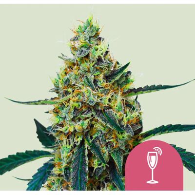 Semillas feminizadas Mimosa de Royal Queen Seeds - Dominante Sativa Semillas feminizadas Mimosa de Royal Queen Seeds - Dominante Sativa