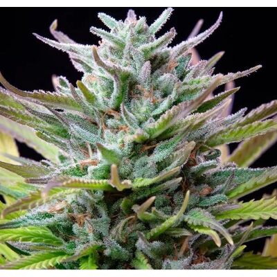 Royal Queen Seeds Watermelon OG S1 - Semillas para Colección Royal Queen Seeds Watermelon OG S1 - Semillas para Colección