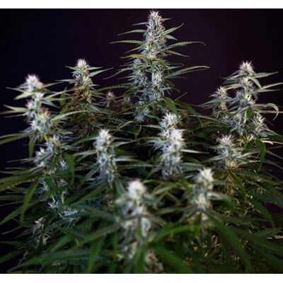 Royal Queen Seeds Semillas Orion F1 Auto - Semillas de Cannabis Royal Queen Seeds Semillas Orion F1 Auto - Semillas de Cannabis