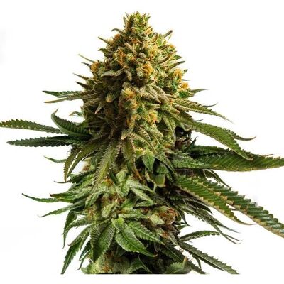 Royal Queen Seeds Girl Scout Cookies x Cherry Pie - Feminized Cannabis Seeds Royal Queen Seeds Girl Scout Cookies x Cherry Pie - Feminized Cannabis Seeds