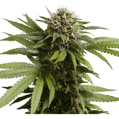 Royal Queen Seeds Apple Fritter Auto - Semillas de Cannabis Royal Queen Seeds Apple Fritter Auto - Semillas de Cannabis