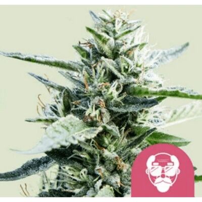 Semillas de Cannabis Purple de Royal Queen Seeds - Feminizadas, 5 piezas Semillas de Cannabis Purple de Royal Queen Seeds - Feminizadas, 5 piezas