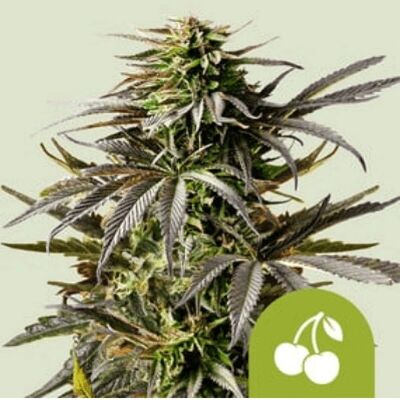 Royal Queen Seeds Cherry Pie Auto - Semillas de Cannabis Royal Queen Seeds Cherry Pie Auto - Semillas de Cannabis