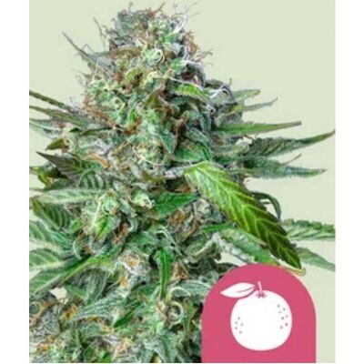 Royal Queen Seeds - Tangie - Feminized - Seeds Royal Queen Seeds - Tangie - Feminized - Seeds