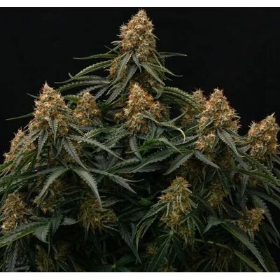 Royal Queen Seeds Gaia F1 Auto - Hybrid, 50-70cm, High THC Royal Queen Seeds Gaia F1 Auto - Hybrid, 50-70cm, High THC