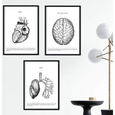NACNIC Conjunto de 3 Cartazes - Anatomia - Biologia & Medicina NACNIC Conjunto de 3 Cartazes - Anatomia - Biologia & Medicina