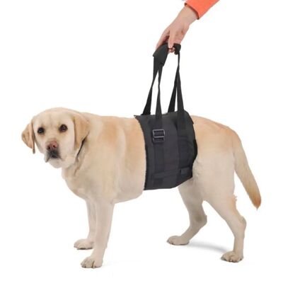 Bande d'Aide ORTOCANIS pour Chiens - Support Post-Chirurgical - Publicité Bande d'Aide ORTOCANIS pour Chiens - Support Post-Chirurgical - Publicité