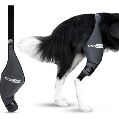 Support de genou pour chien Ortocanis - Soutient les blessures du genou en différentes tailles - Publicité Support de genou pour chien Ortocanis - Soutient les blessures du genou en différentes tailles - Publicité