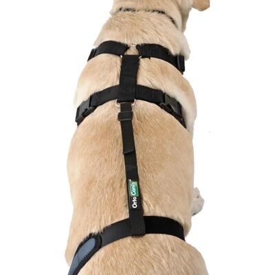 Sangle lombaire de soutien ORTOCANIS pour protège-genou canin - Réglable & Durable - Publicité Sangle lombaire de soutien ORTOCANIS pour protège-genou canin - Réglable & Durable - Publicité