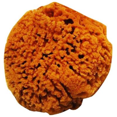 Esponja para Bebé - Natural - Esponja para Bebé Esponja para Bebé - Natural - Esponja para Bebé