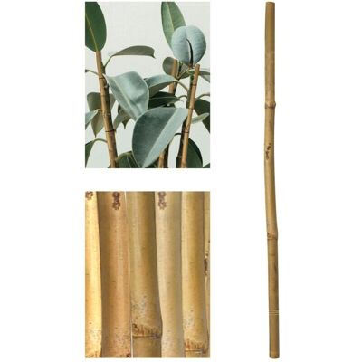 Jardin202 Estacas de Bambú Ecológicas - 180cm x ø 12-14mm - Soporte Jardin202 Estacas de Bambú Ecológicas - 180cm x ø 12-14mm - Soporte