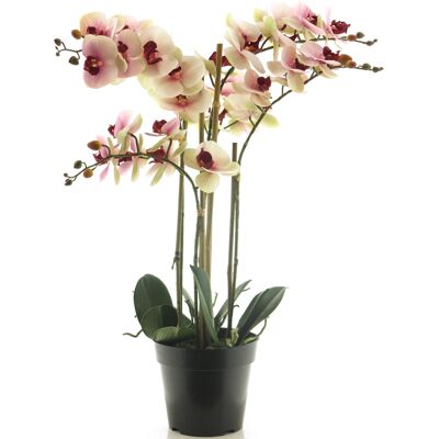 BOTANIC-HAUS Orchidee Bora - Künstliche Orchidee - 50cm, Pink, Beige BOTANIC-HAUS Orchidee Bora - Künstliche Orchidee - 50cm, Pink, Beige