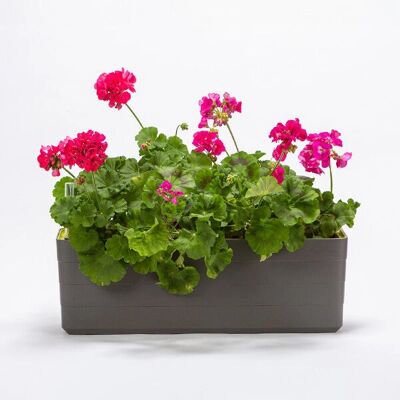 Plastia Berberis Samonawadniający Doniczka - Doniczka Plastia Berberis Samonawadniający Doniczka - Doniczka