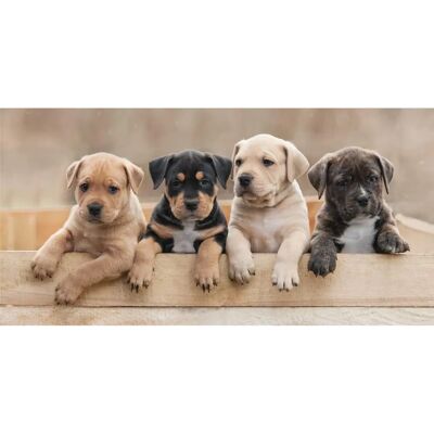DREAMEE Honden Strandlaken - 70 x 140 cm - Multicolor DREAMEE Honden Strandlaken - 70 x 140 cm - Multicolor