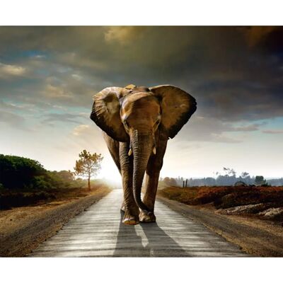 Agdesign - Elephant Photo - Marrone - 360x270cm - Mural Agdesign - Elephant Photo - Marrone - 360x270cm - Mural