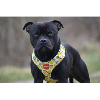 Reedog Citrom Kutya Szelídítő - M Reedog Citrom Kutya Szelídítő - M