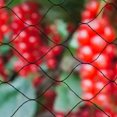 vidaXL Naturalna siatka ochronna dla ptaków 10x10 m Czarna - Siatka ochronna dla ptaków vidaXL Naturalna siatka ochronna dla ptaków 10x10 m Czarna - Siatka ochronna dla ptaków