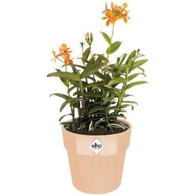 Elho Model: 14x13cm Frost-Resistant Recycled Plastic Flower Pot Elho Model: 14x13cm Frost-Resistant Recycled Plastic Flower Pot