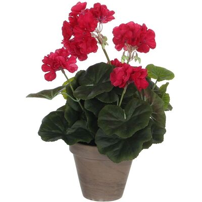 Géranium Rose Plante Décorative - Plante Décorative - Publicité Géranium Rose Plante Décorative - Plante Décorative - Publicité