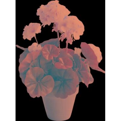 Algemene Merk Geranium Wit PVC Decoratieve Plant - Versiering voor Huis Algemene Merk Geranium Wit PVC Decoratieve Plant - Versiering voor Huis