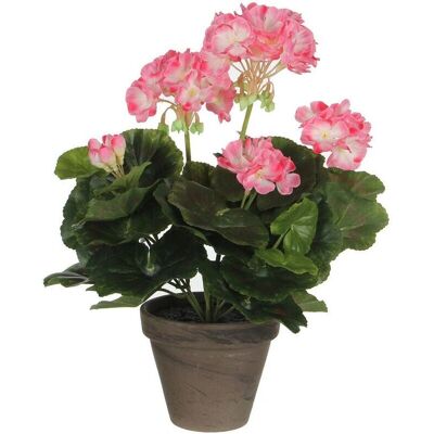 Géranium Rose de Mica Decorations - Plante Décorative - Publicité Géranium Rose de Mica Decorations - Plante Décorative - Publicité