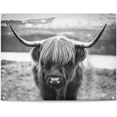 REINDERS - Schottische Hochlandrind - 80x60 cm - Poster REINDERS - Schottische Hochlandrind - 80x60 cm - Poster