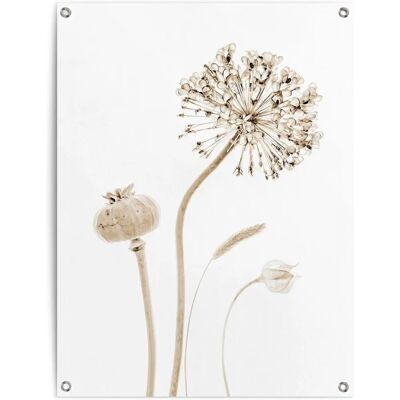 REINDERS - Trockenblumen Bilder - 60x80 cm - beige - Poster REINDERS - Trockenblumen Bilder - 60x80 cm - beige - Poster