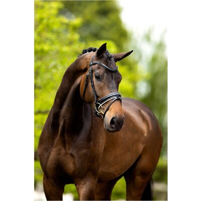 BR EQUITATION Kingston Reithalfter - Anatomisch, Weich Gepolstert, Breiter Nasenriemen BR EQUITATION Kingston Reithalfter - Anatomisch, Weich Gepolstert, Breiter Nasenriemen
