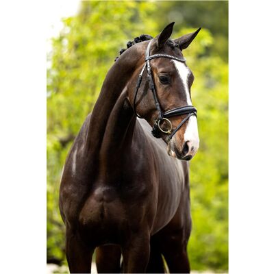 BR Equitation Anatomische Reithalfter - V-förmiger, Leder, Verstellbar BR Equitation Anatomische Reithalfter - V-förmiger, Leder, Verstellbar
