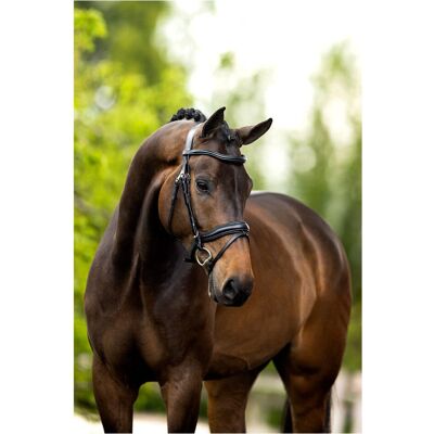 BR Equitation Bridèle Anatomique - Équipement Équestre - Publicité BR Equitation Bridèle Anatomique - Équipement Équestre - Publicité