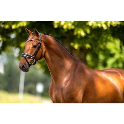BR EQUITATION Oldham Silber Cob Trense - Trense BR EQUITATION Oldham Silber Cob Trense - Trense