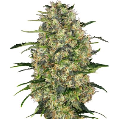 Sensi Seeds - Black Domina - Feminized - Seeds Sensi Seeds - Black Domina - Feminized - Seeds